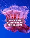 Rosa og hvit manet mot blå bakgrunn med hvit tekst i en boks over bildet.