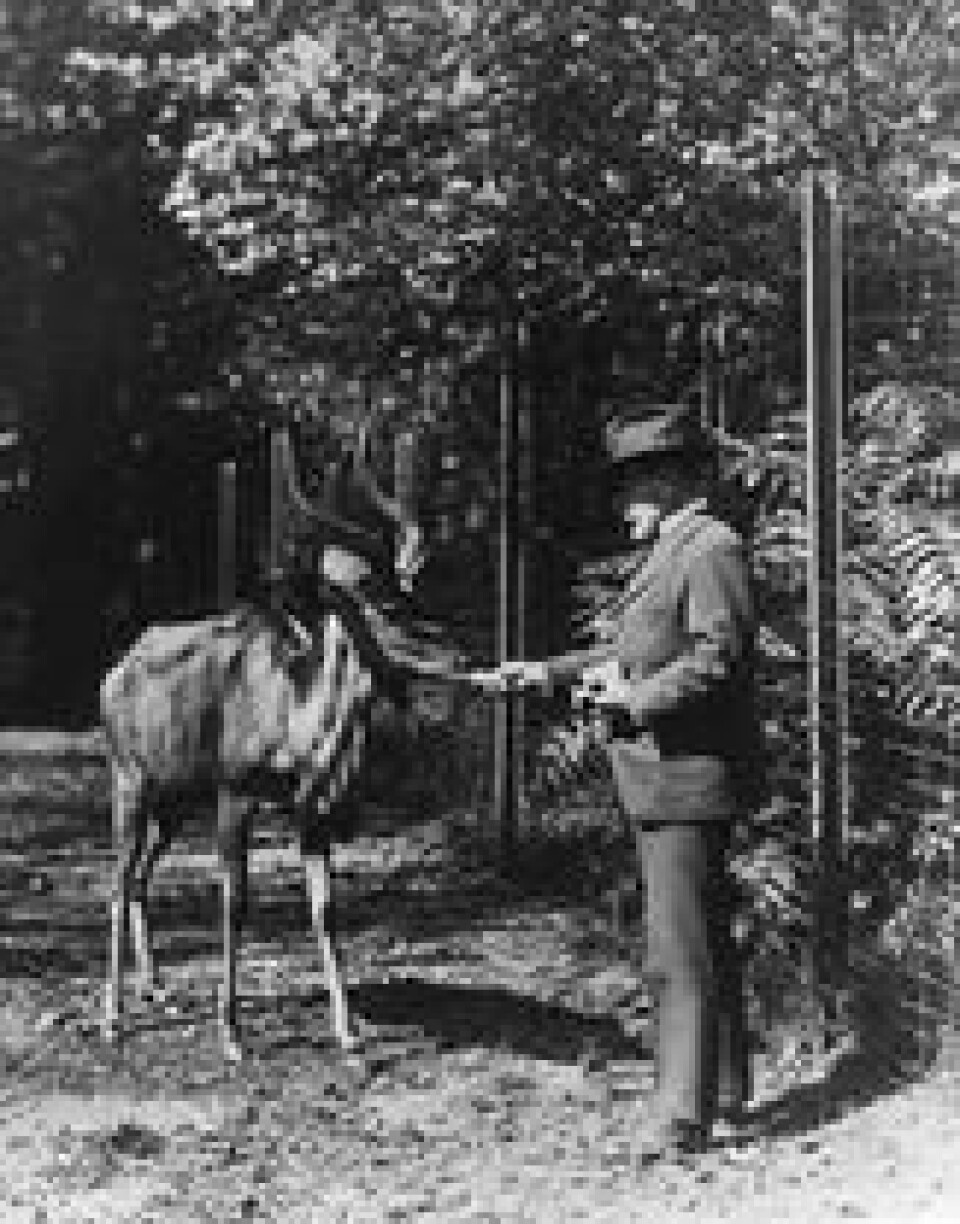 Den amerikanske zoologen William T. Hornaday (1854–1937) var direktør for dyrehagen i New York og sjefstaksidermist ved Det amerikanske nasjonalmuseet. Han regnes som en pioner i sin kamp for dyremangfoldet, men skapte skandale da han fikk utstilt Ota Benga. Foto: Wikimedia Commons. Den amerikanske zoologen William T. Hornaday (1854–1937) var direktør for dyrehagen i New York og sjefstaksidermist ved Det amerikanske nasjonalmuseet. Han regnes som en pioner i sin kamp for dyremangfoldet, men skapte skandale da han fikk utstilt Ota Benga. Foto: Wikimedia Commons.