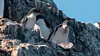 Overalt på halvøya kryr det av eselpingviner. Du ser dem gjerne i store flokker.