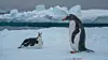 En pingvinunge med moren i Wilhelmina Bay i Antarktis.
