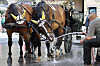 To hester foran en hestevogn blir dusjet med vann i en gate i Wien.