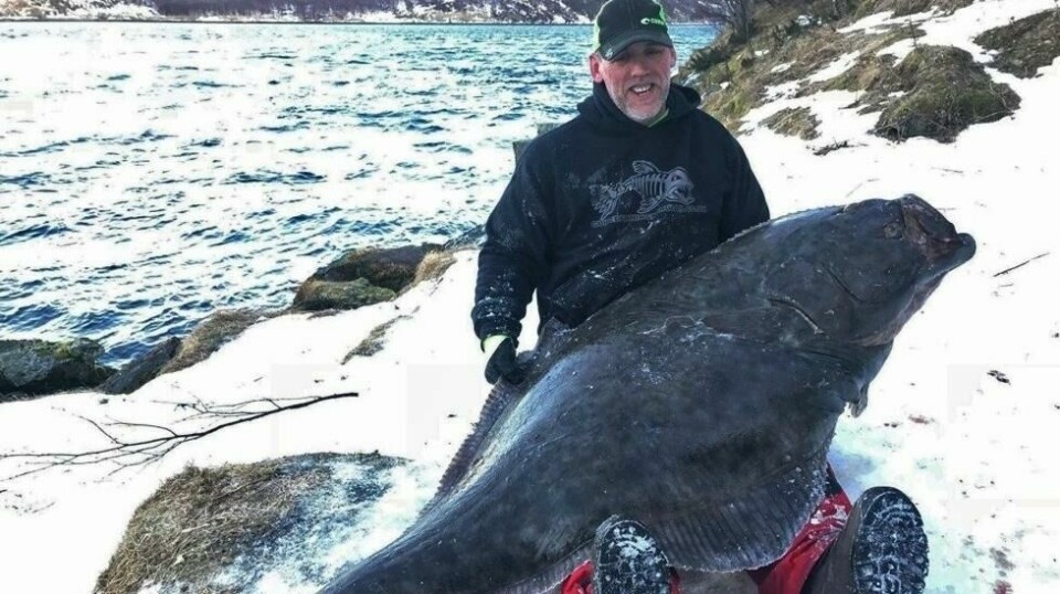 David Wood-Brignall fra England kan ha satt verdensrekord i kveitefiske fra land med denne 70 kilo tunge kveita han nylig fikk i Saltstraumen i Nordland. Foto: Fiskeavisen.no / Guided Fishing Norway.