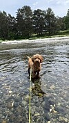 Brun hund står i grunt elvevann med skog og steinstrand i bakgrunnen.