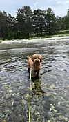 Brun hund står i grunt elvevann med skog og steinstrand i bakgrunnen.