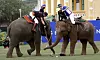 Polospillere til elefant kjemper om ballen under Kings Cup i mars. Foto: Sakchai Lalit / AP