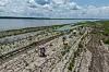 Folk går på en sprekkete, tørr elvebredde ved Amazonas under en skyet himmel.