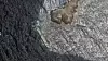 Satellittbilde av tankskipet Caroline Bezengi med mørk oljeflekk som sprer seg i sjøen utenfor Oman.