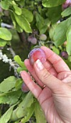 En hånd holder en lilla-rød plomme foran et frukttre med grønne blader og flere plommer.