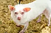 Albino Pomeranian-Chihuahua-blanding stående på tørt gress ved en hundekonkurranse.