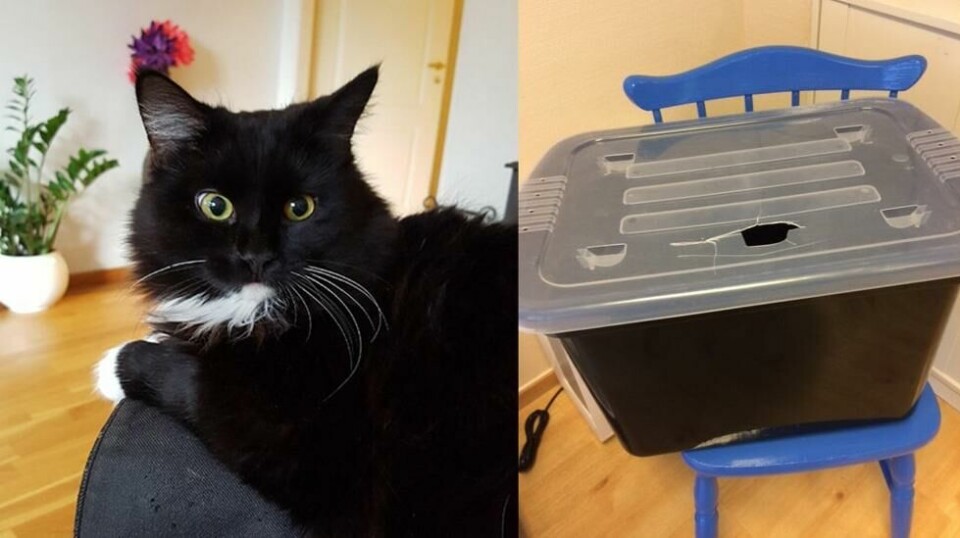 Inne i denne plastkassen ble to svært redde katter funnet av en forbipasserende.