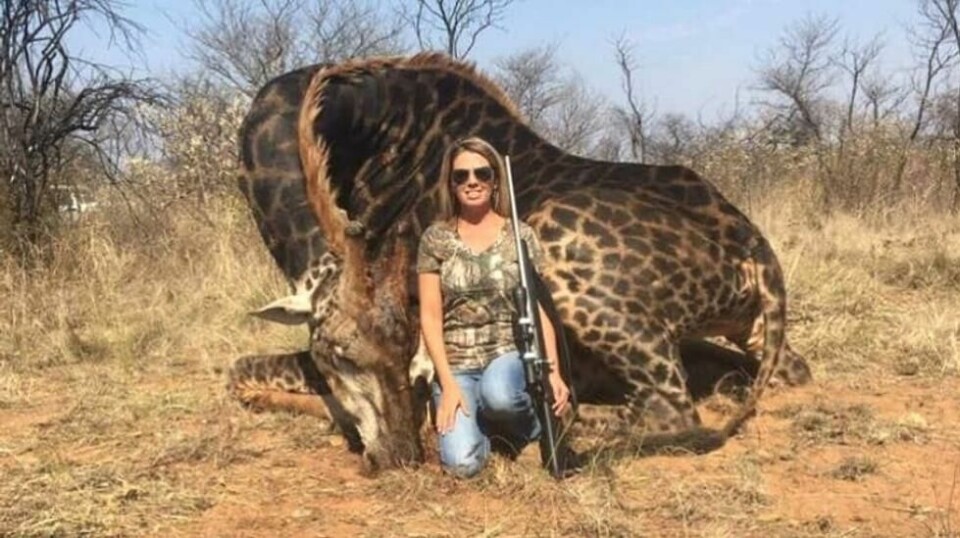 TRUES: TV-stjernen Ricky Gervais er blant tusenvis fra Australia til USA som uttrykker avsky overfor skrytebildet Tess Thompson Talley delte i sosiale medier. Overfor Fox News forsvarer hun jakten.