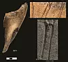 Et skulderblad med tydelige kutt- og skrapemerker. (Foto: Schulting et al/Antiquity 2024)