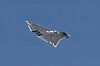 Et mørkt stealthfly med trekantet form flyr mot en blå himmel.
