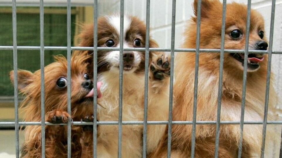 Illustrasjonsbilde: Disse hundene ble hentet ut fra en såkalt «puppy mill» i USA. Rådet for Dyreetikk i Norge mener forekomsten av slike «valpefabrikker» har økt i Norge.