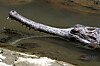Gavial hviler i grunt basseng mens fisk svømmer rundt den i Taichung zoo.
