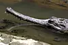 Gavial hviler i grunt basseng mens fisk svømmer rundt den i Taichung zoo.