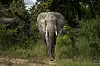 Savannelefant står i tett grønn vegetasjon i Kruger nasjonalpark.