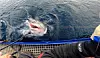 Stor hai ved siden av fiskebåt, med line og nett i forgrunnen.