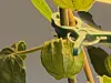 Nærbilde av en Physalis med spinnmidd. Et tynt 'spindelvev' dekker blomsten.