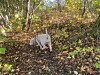 Hvit hund går på løvdekket skogbunn blant trær og høstfargede planter.