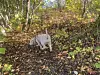 Hvit hund går på løvdekket skogbunn blant trær og høstfargede planter.