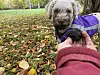 Hund i lilla dekken snuser på svart, jorddekket gjenstand i en hånd blant høstløv.