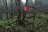 Rødt minevarsel på et tre i tett skog ved Pljesevica-fjellet nær grensen til Kroatia.