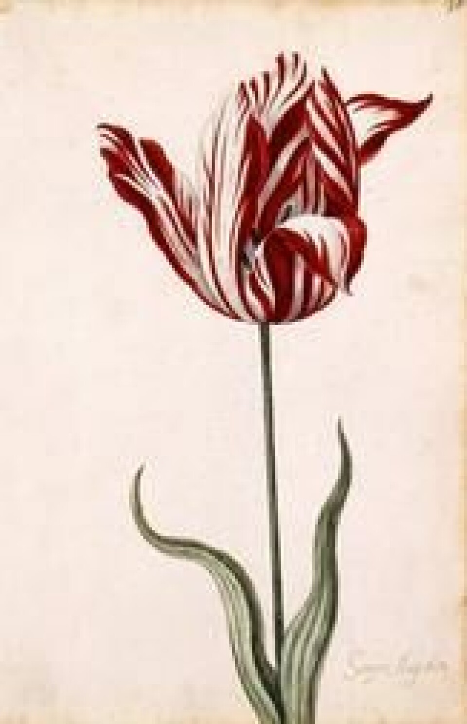 Semper Augustus var den mest ettertraktede tulipanen. For en slik løk kunne du kjøpe en fasjonabel leilighet ved en av Amsterdams kanaler. Illustrasjon fra 1600 taller, Norton Simon Museum. Semper Augustus var den mest ettertraktede tulipanen. For en slik løk kunne du kjøpe en fasjonabel leilighet ved en av Amsterdams kanaler. Illustrasjon fra 1600 taller, Norton Simon Museum.