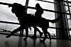 Trener og servicehund i silhuett under øvelse i Terminal C på Newark-flyplassen.