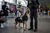 Grensehunden Sonya står ved føreren sin i ankomsthallen på Henri Coandă-flyplassen.