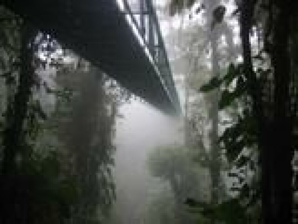 Tåkeskogen i Monteverde, Costa Rica. Tåkeskogen i Monteverde, Costa Rica.