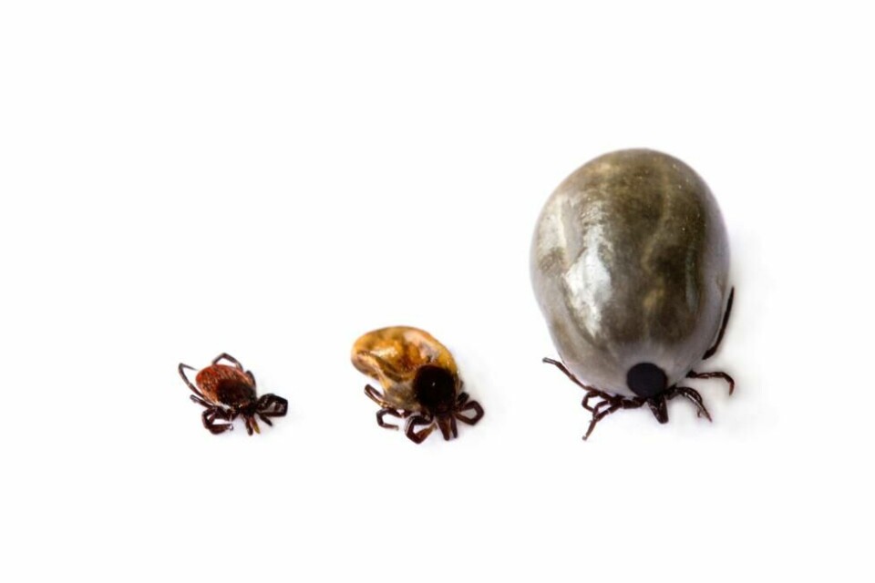 Flåtten til venstre er en hannflått, den i midten er en hunnflått mens den helt til høyre er en flått som har sugd blod. Illustrasjonsfoto: Colourbox.com. Flåtten til venstre er en hannflått, den i midten er en hunnflått mens den helt til høyre er en flått som har sugd blod. Illustrasjonsfoto: Colourbox.com.