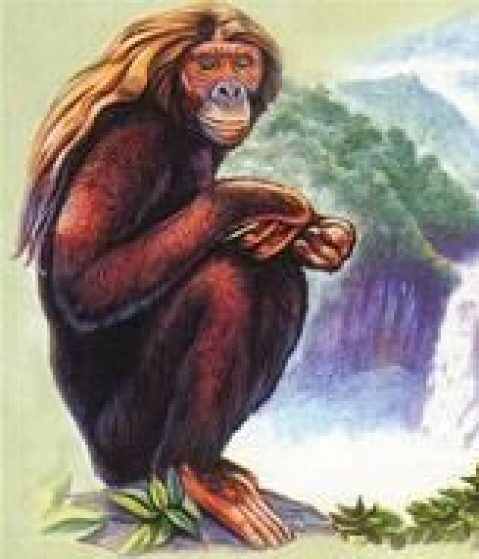 «Orang Pendek» «Orang Pendek»