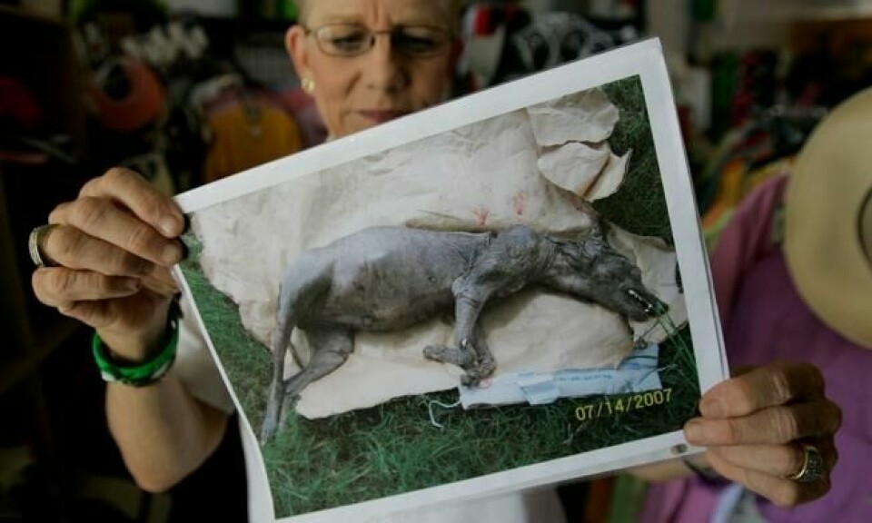 Phylis Canion holder et bilde av hva hun mener er en Chupacabra. Hun fant den død like ved gården i Cuero, Texas. Bildet er fra 2007. Foto: AP Photo/Eric Gay Phylis Canion holder et bilde av hva hun mener er en Chupacabra. Hun fant den død like ved gården i Cuero, Texas. Bildet er fra 2007. Foto: AP Photo/Eric Gay