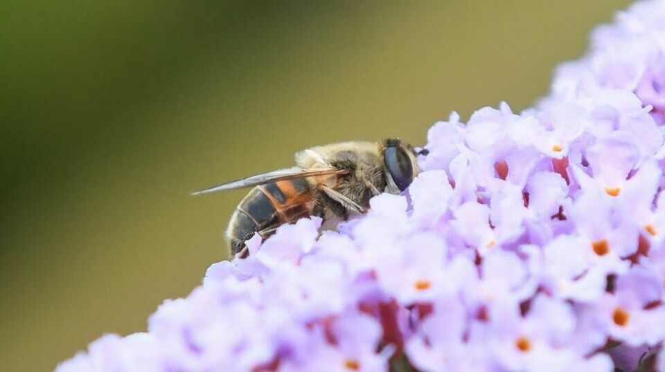 Insekter utryddes åtte ganger raskere enn pattedyr, fugler og reptiler.