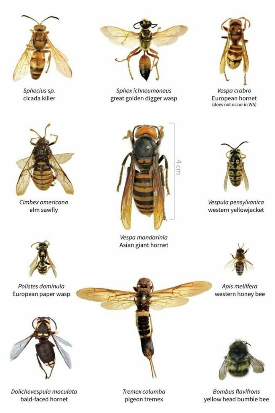 Størrelsen på japansk kjempeveps sammenlignet med andre stikk-insekter. Størrelsen på japansk kjempeveps sammenlignet med andre stikk-insekter. Foto: Washington State Department of Agriculture
