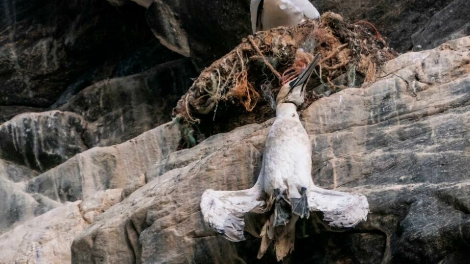 En død havsule henger i fiskegarn av plast på fuglefjellet på Runde. En død havsule henger i fiskegarn av plast på fuglefjellet på Runde. Foto: Heiko Junge / NTB scanpix