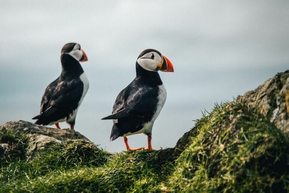 Spesielt interesserte kan dra på fuglesafari på Færøyene. Er du heldig kan du se lundefugler som flokker seg på klippekantene. Foto: Valentin & Roman/Visit Faroe Islands Spesielt interesserte kan dra på fuglesafari på Færøyene. Er du heldig kan du se lundefugler som flokker seg på klippekantene. Foto: Valentin & Roman/Visit Faroe Islands