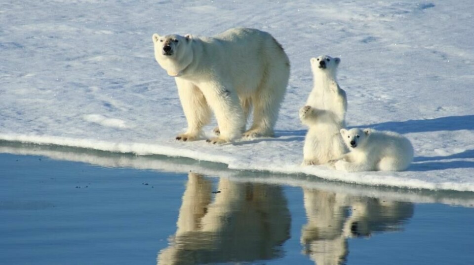Naturen i Arktis er i endring. Mindre is gjør at det blir færre steder isbjørnene på Svalbard kan oppholde seg. Om ekspedisjonsturismen til området fortsetter å øke, samtidig som isbjørnens habitat blir mindre, øker det risikoen for flere uheldig møter mellom isbjørn og turister.