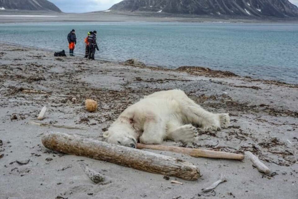 En tysk mann i 40-årene fikk moderate skader da han ble angrepet av isbjørn på Sjuøyane nordøst for Spitsbergen lørdag. Isbjørnen er skutt og drept. Foto: Gustav Busch Arntsen / Sysselmannen på Svalbard/ handout / NTB scanpix En tysk mann i 40-årene fikk moderate skader da han ble angrepet av isbjørn på Sjuøyane nordøst for Spitsbergen lørdag. Isbjørnen er skutt og drept. Foto: Gustav Busch Arntsen / Sysselmannen på Svalbard/ handout / NTB scanpix Foto: NTB scanpix