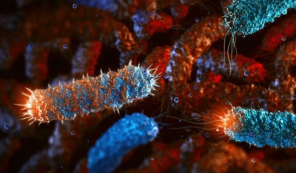 De vanligste symptomene på salmonella inkluderer diaré, magesmerter, kvalme og feber.