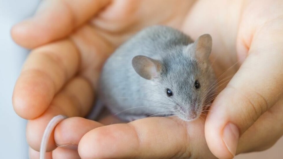 Denne har vært viktig for svangerskapsforskningen til Michael Golding. ILLUSTRASJONSBILDE. Denne har vært viktig for svangerskapsforskningen til Michael Golding. ILLUSTRASJONSBILDE. Foto: MiViK / Shutterstock / NTB