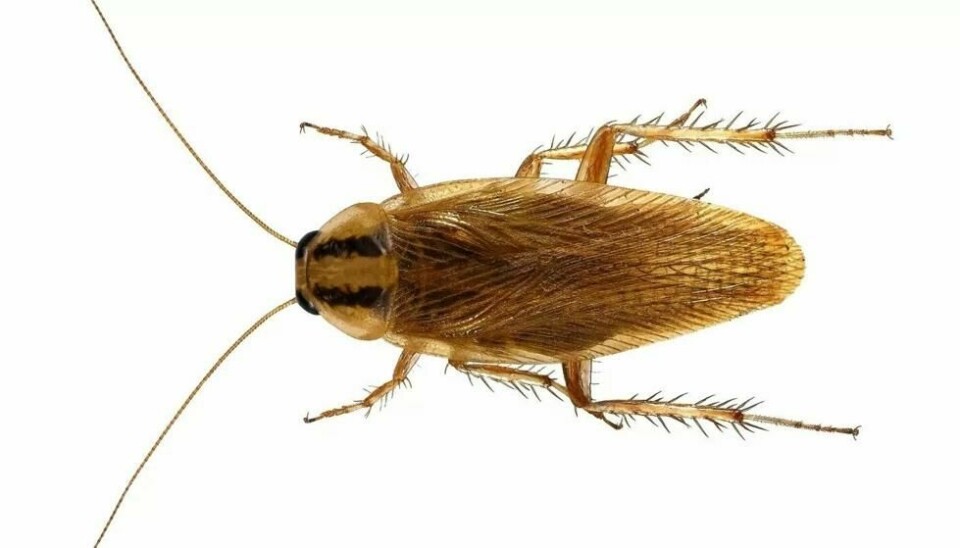Tysk kakerlakk (Blattella germanica) er lysebrune og 1 til 1,6 centimeter lange. Tysk kakerlakk (Blattella germanica) er lysebrune og 1 til 1,6 centimeter lange. Foto: Protasov AN / Shutterstock / NTB