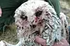 Snøugla Hedwig var nesten livløs og sterkt medtatt da forskerne fikk tak i henne. Hun var kraftig angrepet av blodsugende knott, sannsynligvis over en periode på flere uker. Foto: Tomas Aarvak/NOF