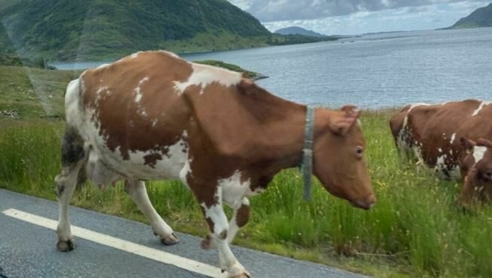 Raja ble distrahert av kuene utenfor bilvinduet: – Jeg må sende deg bilde! Raja ble distrahert av kuene utenfor bilvinduet: – Jeg må sende deg bilde! Foto: Abid Raja