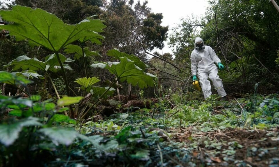 En teknikker fra Chiles Miljødepartement jobber med å ta rotta på plantearter som ikke hører naturlig hjemme på Juan Fernández-øyene. Flere lokale arter står i fare for å bli utkonkurrert av inntrengerne. Foto: Ana Fernandez / AFP En teknikker fra Chiles Miljødepartement jobber med å ta rotta på plantearter som ikke hører naturlig hjemme på Juan Fernández-øyene. Flere lokale arter står i fare for å bli utkonkurrert av inntrengerne. Foto: Ana Fernandez / AFP