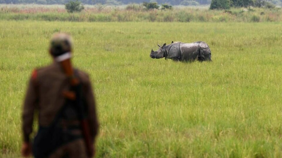 Når økoturistene uteblir kan viltvoktere bli tvunget til å permittere eller miste jobben. Da er det ingen som passer på sårbare dyrearter i naturreservatene, Bildet er tatt i Kaziranga-nasjonalparken i India i 2019.