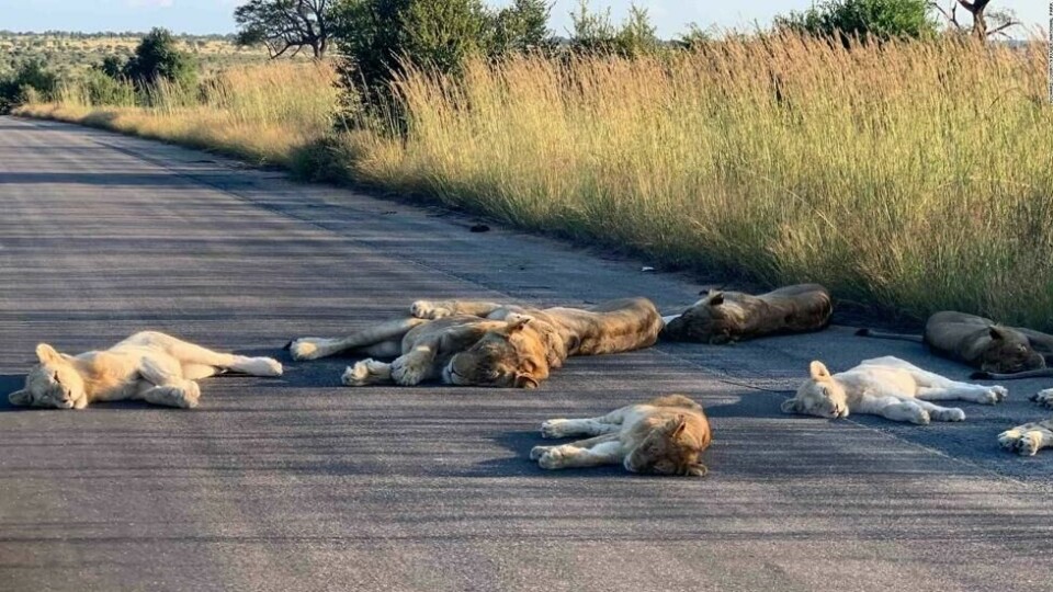 Løvestammen på bildet holder normalt til i et område turistene ikke har tilgang til. Løver oppholder seg som regel på åpne sletter og savanner der det er lett å skjule seg. Foto: Richard Sowry / Kruger national park Løvestammen på bildet holder normalt til i et område turistene ikke har tilgang til. Løver oppholder seg som regel på åpne sletter og savanner der det er lett å skjule seg. Foto: Richard Sowry / Kruger national park