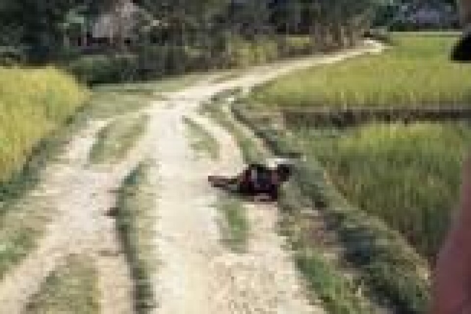Dette bildet tok Ronald L. Haeberle av Duc Tran Van og lillesøsteren hans. De to var blant de få som overlevde massakren. Duc og Haeberle holdt senere kontakten etter at den amerikanske fotografen dro tilbake til Vietnam på tidlig 2000-tallet. Haerberle tok også et bilde av moren til søskenene, etter at hun var skutt og drept. Dette bildet tok Ronald L. Haeberle av Duc Tran Van og lillesøsteren hans. De to var blant de få som overlevde massakren. Duc og Haeberle holdt senere kontakten etter at den amerikanske fotografen dro tilbake til Vietnam på tidlig 2000-tallet. Haerberle tok også et bilde av moren til søskenene, etter at hun var skutt og drept. Foto: Ronald L. Haeberle