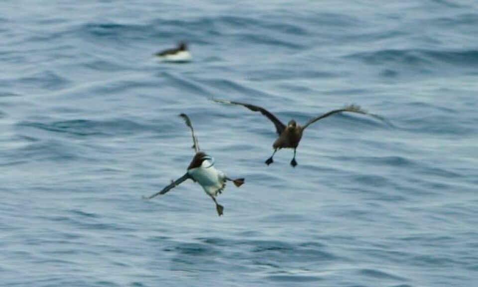 Det er ikke bare lundefuglen som er utsatt; også polarlomvi må holde øyer åpne for luftens pirater når de kommer inn med fangst. Foto: BBC Det er ikke bare lundefuglen som er utsatt; også polarlomvi må holde øyer åpne for luftens pirater når de kommer inn med fangst. Foto: BBC